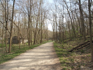 Forest Trail