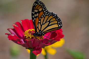 Monarch butterfly in the garden