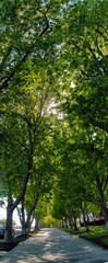 Vertical panorama of a sidewalk covered by trees.