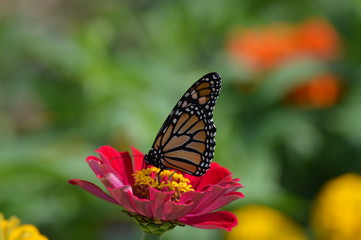 Plakat Monarch butterfly in the garden