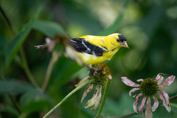 Yellow finch © Skyler