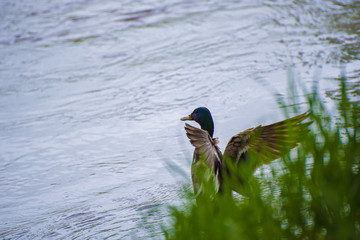 A duck spreads its wing on the banks of a river