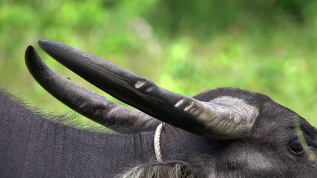 Thai Water Buffalo (Bubalus Bubalis) Grazing. Horns Close Up