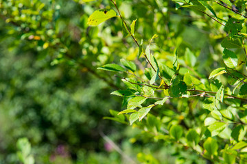 green leaves of a tree