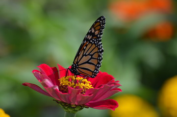 Monarch butterfly in the garden