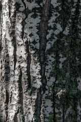 Wood texture macro
