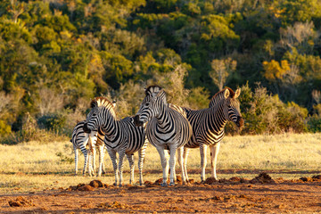 Three Zebras standing side by side
