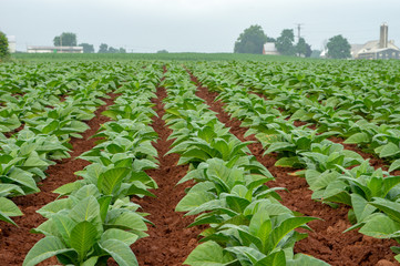 Neat Rows of Tobacco in the Countryside