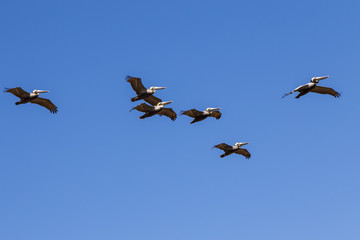 squadron of pelicans