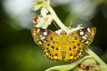 Image of common dartlet butterfly (Oriens gola Moore,1877) on the leaf on nature background. Insect.  Animal.