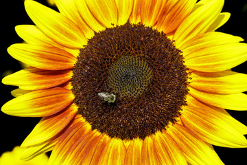 Sunflower and Bee