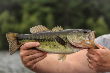 A largemouth bass caught in a pond in Maine. - obrazy, fototapety, plakaty