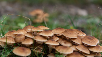 Mushrooms