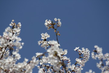 桜4