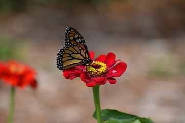 Naklejka na ściany i meble Monarch butterfly in the garden