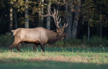 Naklejka na ściany i meble Bull Elk in the Meadow
