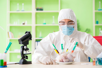 Fototapeta premium Lab assistant testing GMO chicken