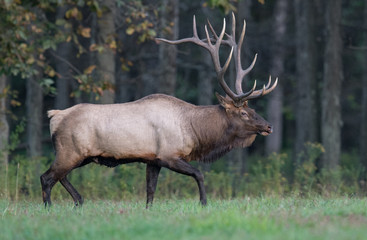 Bull Elk in the Meadow