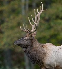 Bull Elk in the Meadow