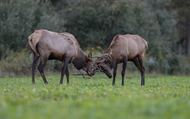 Obraz na płótnie Canvas Elk Fighting in the Meadow