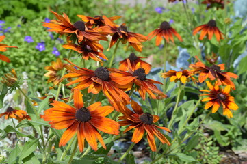 Fototapeta na wymiar Bright flowers in the garden
