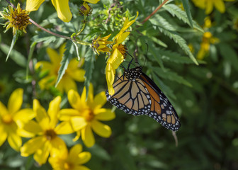 An orange and black monarch butterfly hangs from a yellow flower in the bright sunshine.