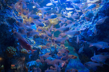 Fototapeta na wymiar shoal of fish