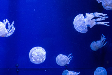 jellyfish in aquarium