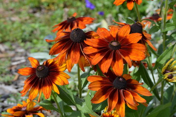 Bright flowers in the garden
