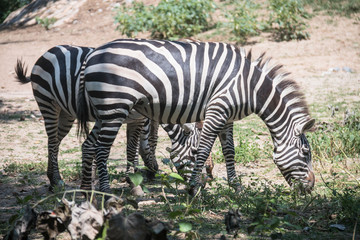 Fototapeta na wymiar Zebra in the zoo