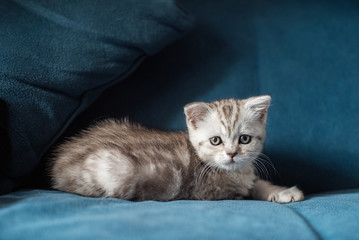 Kitten on the Marengo sofa