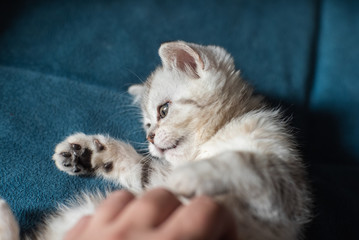 Kitten on the Marengo sofa