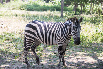 Fototapeta na wymiar Zebra in the zoo