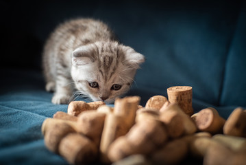 Kitten and wine stoppers