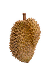 Fresh Cu yellow durian in side Mon Thong durian fruit on white background, a close-up view of Durian.