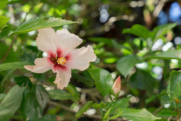 flower in garden