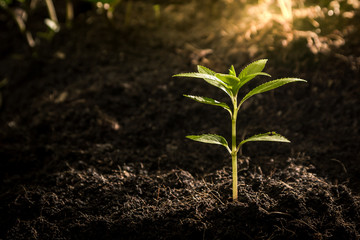 Seedlings are growing from fertile soil. And the morning sun shining on the concept of agriculture.