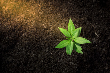 Seedlings are growing from fertile soil. And the morning sun shining on the concept of agriculture.