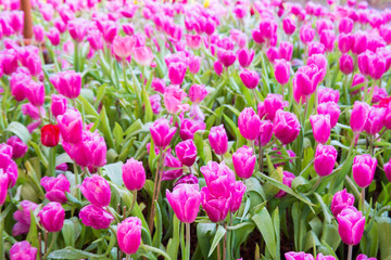 Pink tulip flowers.
