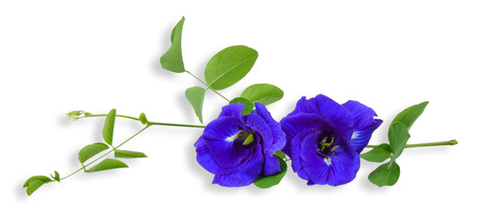 Obraz premium Pea flower isolated on white clipping path