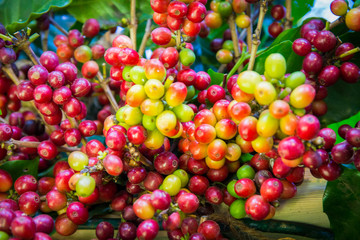 Coffee tree with coffee bean on cafe plantation
