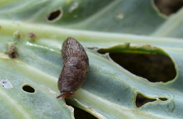 insect pest leaf slug makes low cabbage crop
