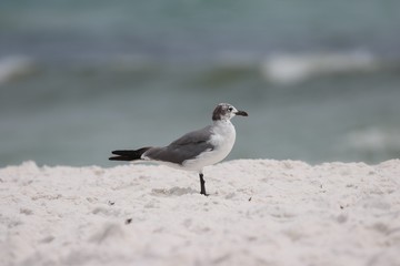 Seagull on the beach watching waves
