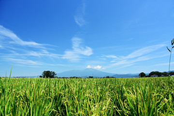 山と稲穂