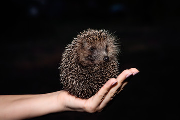 Little hedgehog on a female palm on a dark background