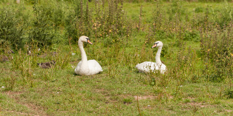 Two swans looking at each other while resting in grass