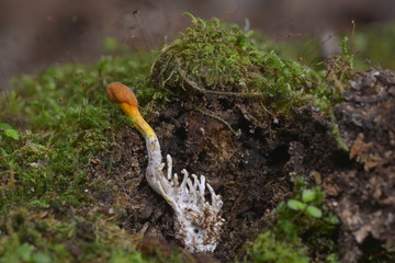 コガネムシタケ