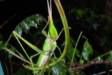 Naklejka premium ショウリョウバッタ