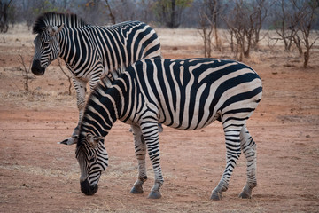 Fototapeta na wymiar Zebra in Zambezi Private Game Reserve, Zimbabwe