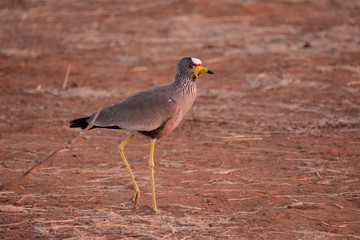 An African Wattled Lapwing with a red, white and yellow head, Zimbabwe